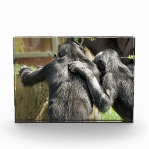 BLOC PHOTO CHIMPANZÉS