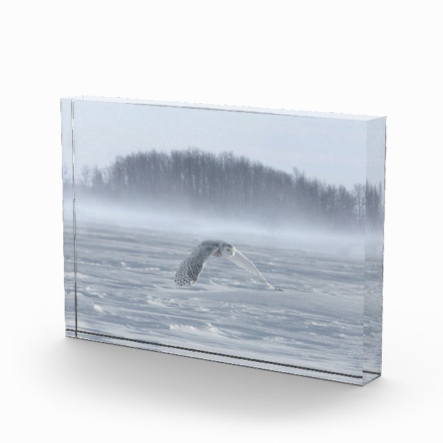 Bloc Photo Chouette Neige Volant En Hiver (Droite)