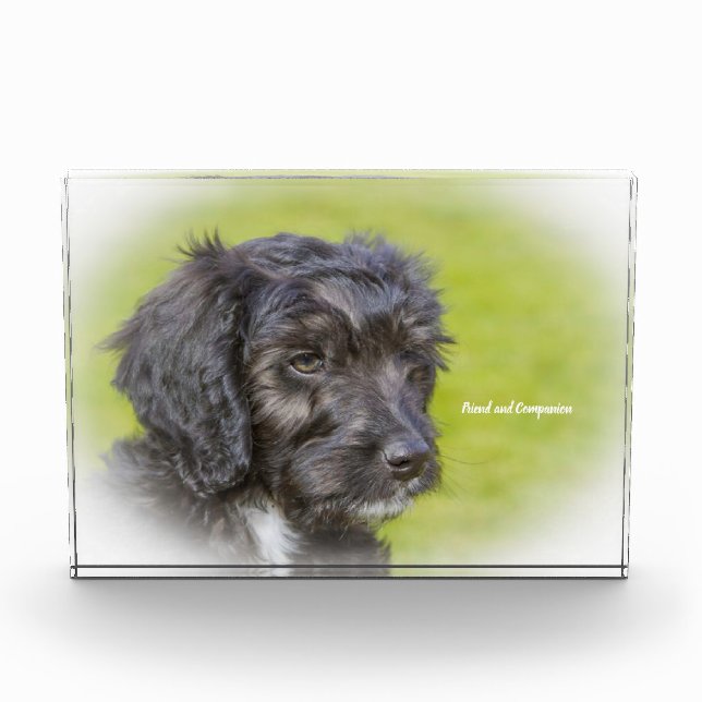 Bloc Photo Cockapoo Dog. (Devant)
