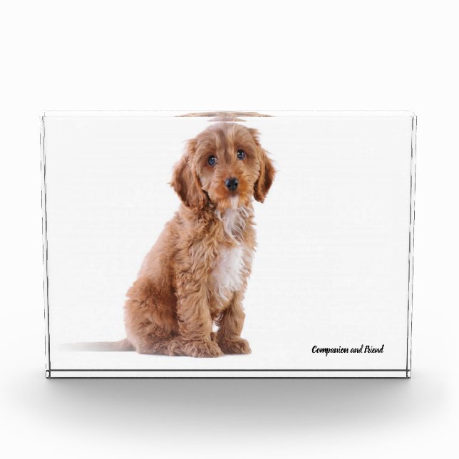 Bloc Photo Cockapoo Dog. (Devant)