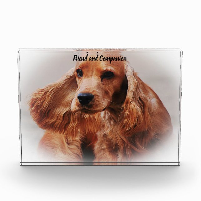 Bloc Photo Cocker Spaniel. (Devant)