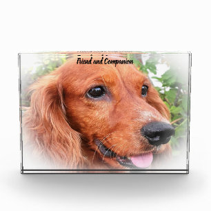 Bloc Photo Cocker Spaniel.