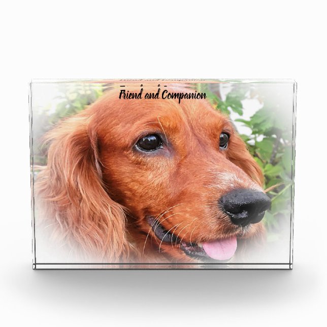 Bloc Photo Cocker Spaniel. (Devant)