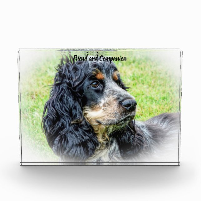 Bloc Photo Cocker Spaniel. (Devant)