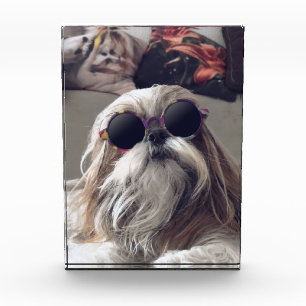 Bloc Photo Cool Shih Tzu cheveux longs Lunettes de soleil vin