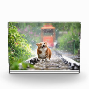 Bloc Photo Corgi se promenant sur les rails