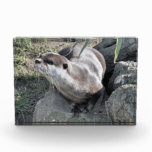 BLOC PHOTO COUPER OTTER