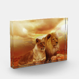 Bloc Photo Couple de lions dans le safari