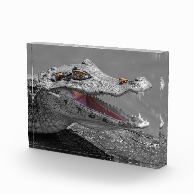 Bloc Photo Crocodile souriant en Tortuguero - Costa Rica (Droite)