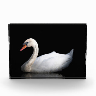 Bloc Photo Cygne blanc sur noir