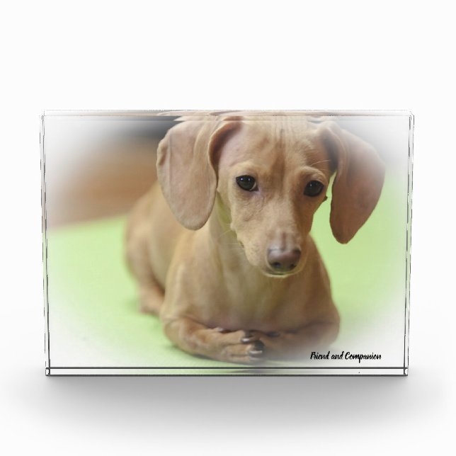 Bloc Photo Dachshund Chien. (Devant)