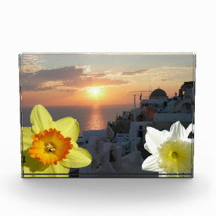Bloc photo Daffodil Flowers