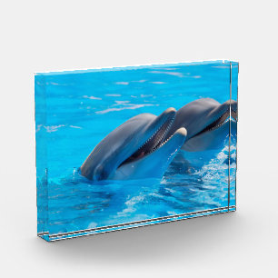 Bloc Photo Dauphins souriants