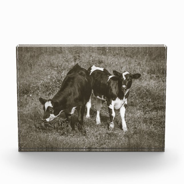 Bloc Photo Deux veaux mignons Vaches noires et blanches 7 x 5 (Devant)