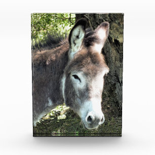BLOC PHOTO DONKEY