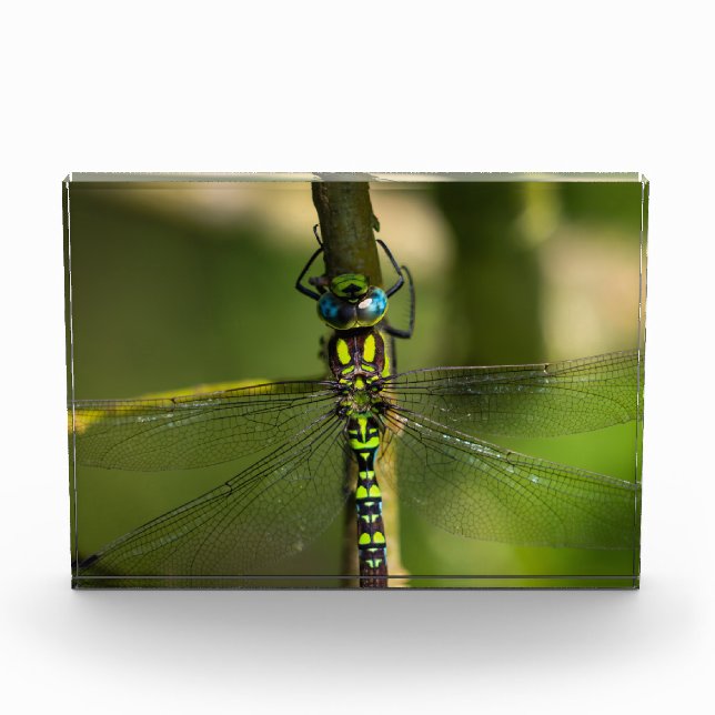 Bloc Photo Dragonfly - Photo Faune (Devant)