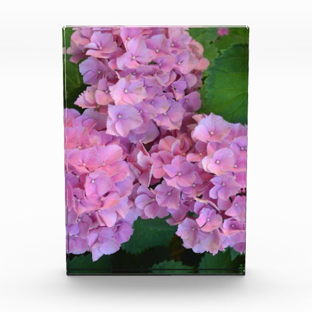 Bloc Photo Élégante et rustique Hortensia Hydrangea macrophyl (Devant)