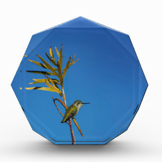 Bloc Photo Female Hummingbird 