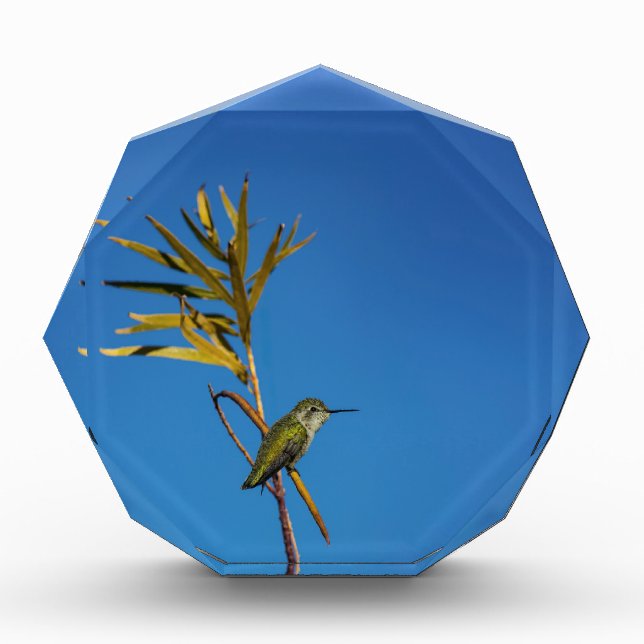 Bloc Photo Female Hummingbird  (Devant)