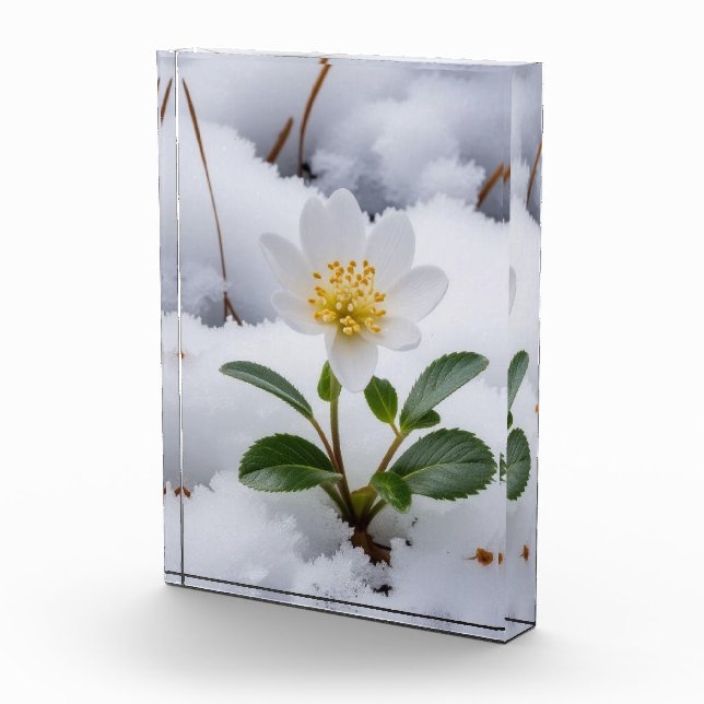 Bloc Photo fleur blanche (Droite)