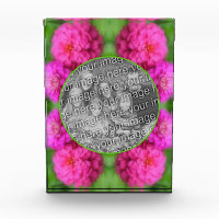 Fleurs Zinnia Roses Créez Votre Propre