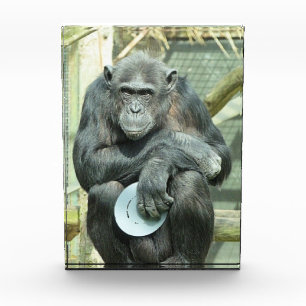 BLOC PHOTO FUNNY CHIMPANZEE