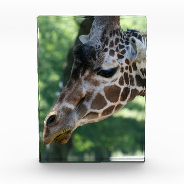 Bloc photo Giraffe (Devant)