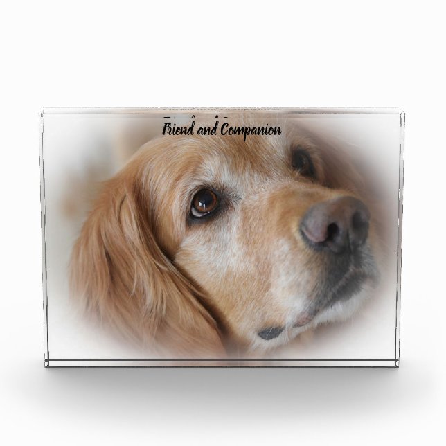 Bloc Photo Golden Retriever. (Devant)