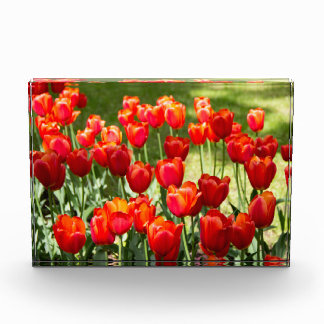 Bloc Photo Grand champ de tulipes rouges