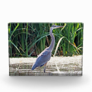 Bloc photo Great Blue Heron