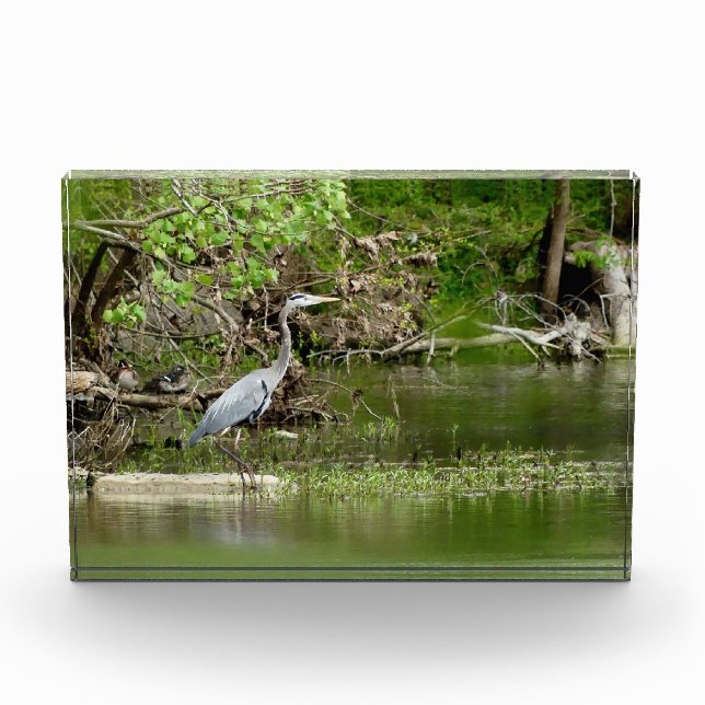 Bloc Photo Great Blue Heron Tennessee la faune de la rivière (Devant)