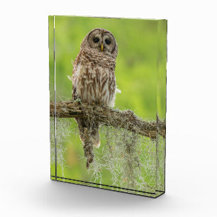 Bloc Photo Hibou rayé sur branche d'arbre