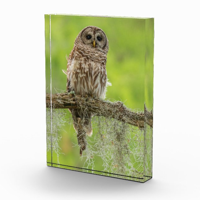 Bloc Photo Hibou rayé sur branche d'arbre (Droite)