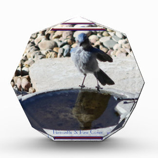 Bloc Photo Jeune oiseau bleu puissant se regardant dans un ét
