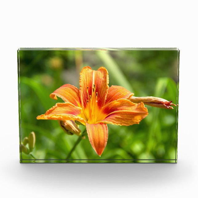 Bloc Photo Jolie grande fleur Lily photo (Devant)