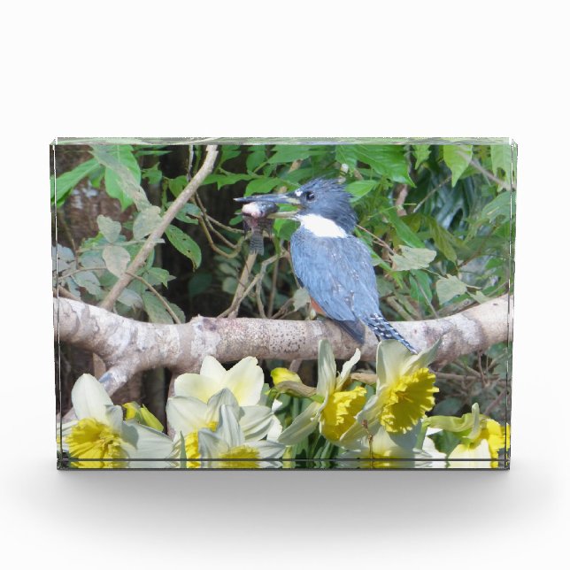 Bloc photo jonquille (Devant)