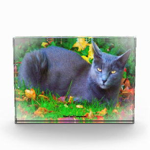 Bloc Photo Korat Cat