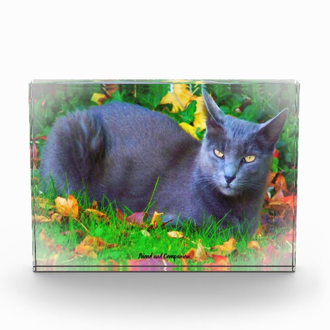 Bloc Photo Korat Cat (Devant)