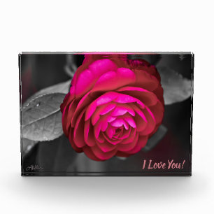 Bloc Photo La Camélia rose je t'aime !