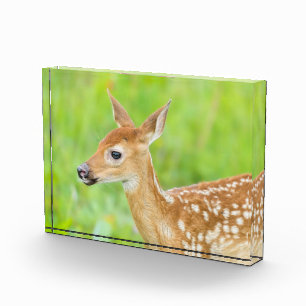Bloc Photo Le cerf de Virginie   Minnesota