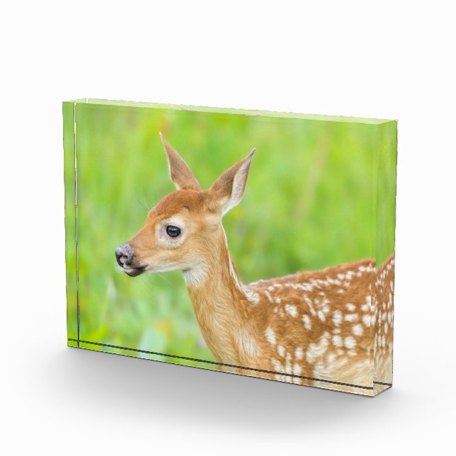 Bloc Photo Le cerf de Virginie | Minnesota (Droite)