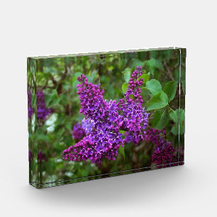 Bloc Photo Lilacs pourpres le jour du printemps