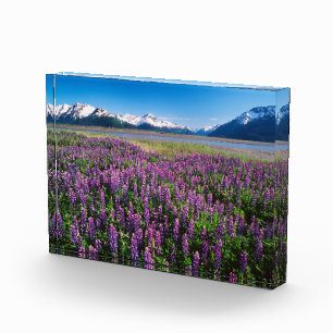 Bloc Photo Lupins en fleurs Montagnes Kenai, Alaska