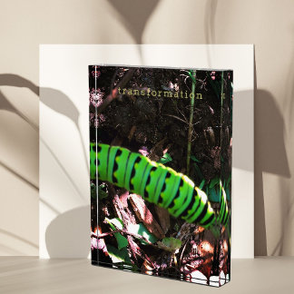 Bloc Photo Monarque papillon Caterpillar Ohio Garden