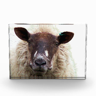 BLOC PHOTO MOUTON MIGNON