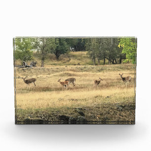 Bloc Photo Mule Deer in a Field, Joseph, Oregon