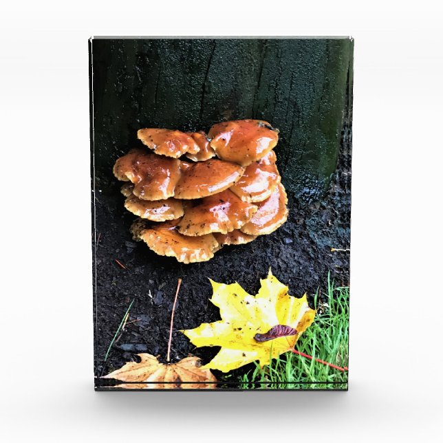 Bloc Photo Mushrooms on a tree, Oregon (Devant)