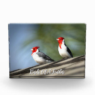 Bloc Photo Oiseaux de même plumée Cardinaux à crête rouge Haw