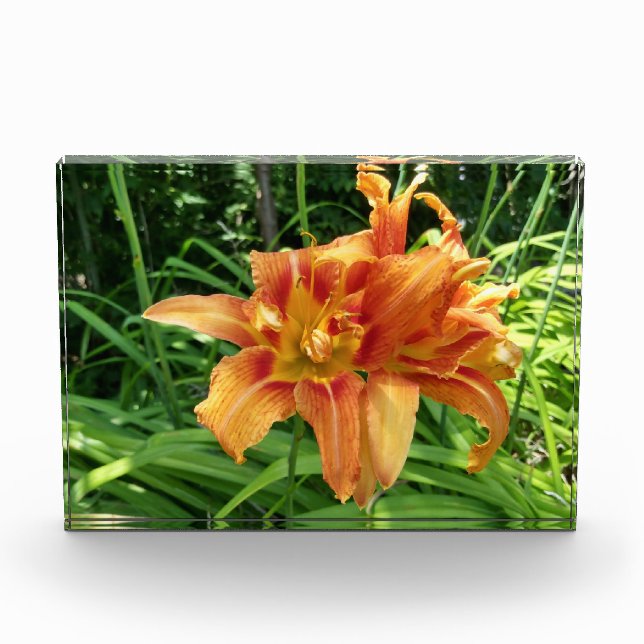 Bloc Photo Orange Daylily Flowers Horizontal (Devant)