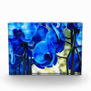 Bloc Photo Orchidées bleues